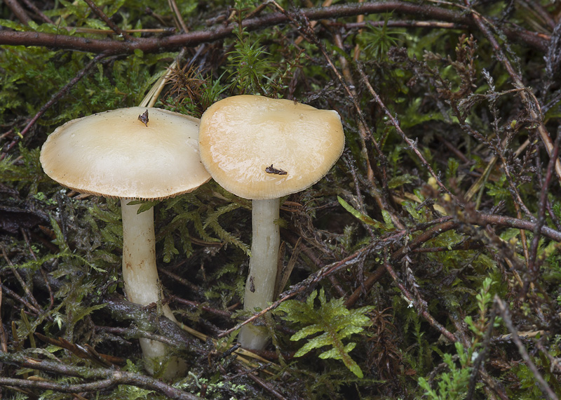 Cortinarius pluvius